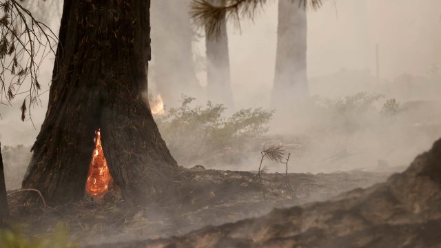 Разрастващият се горски пожар в Калифорния застрашава най голямата гора от