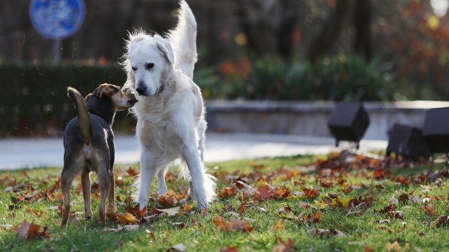 Наш потребител алармира в платформата за кучешка площадка до входа