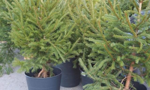 Агенцията по горите започна масови проверки за незаконна търговия с