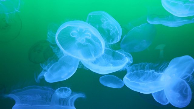 Ужилванията от медузите се причиняват от клетки наречени нематоцисти които се