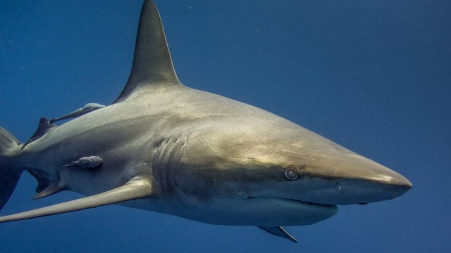 Мъж стана жертва на нападение на акула в югоизточното крайбрежие
