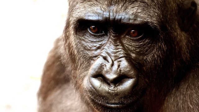 Зоопаркът Pata разположен на покрива на мърляв търговски център в