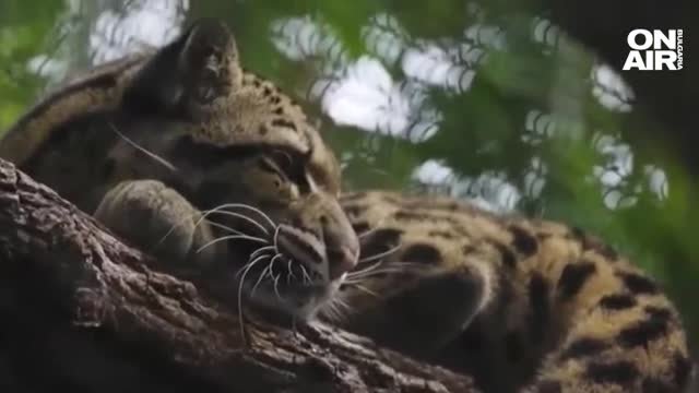 Избягал от зоопарка в Далас леопард разтревожи жителите на града