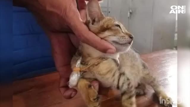 Котка-наркодилър успя да избяга от затвор, след като бе хваната с дрога