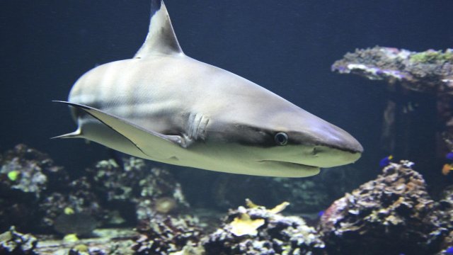 Две жени загинаха при нападение на акула в курортен град