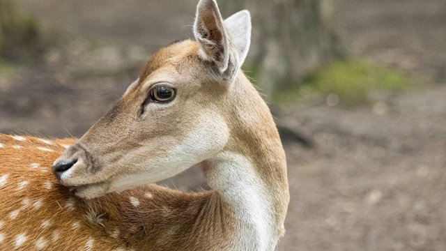 Районът на Югозападна България се обогати с елени лопатари Животните