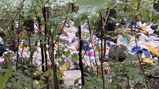 В платформата на ни алармират за незаконна сеч и сметище