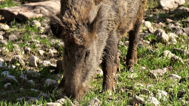 Африканската чума по диви прасета циркулира в Пернишка област съобщи