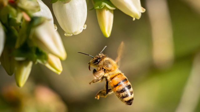 Глобалният спад в популацията на опрашителите - главно пчели и