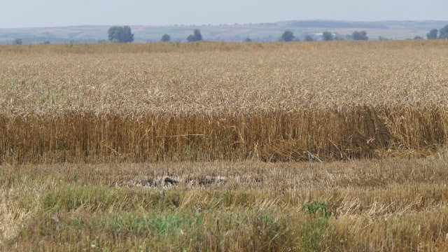 Фючърсите на пшеницата в Чикаго ускоряват загубите си и вече