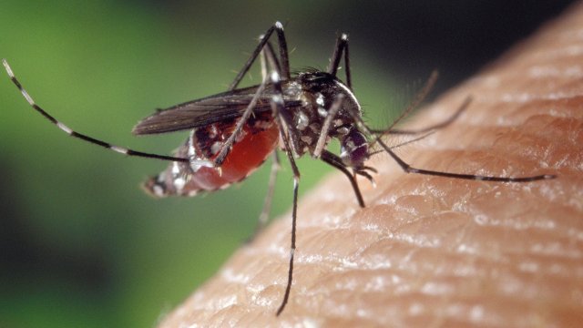 Комарите избират жертвите си по много специфични правила Те не