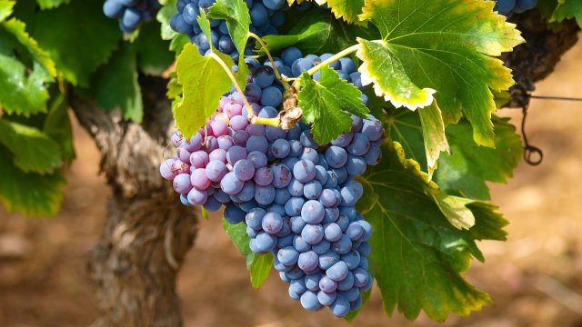 В продължение на хиляди години гроздето е част от средиземноморската