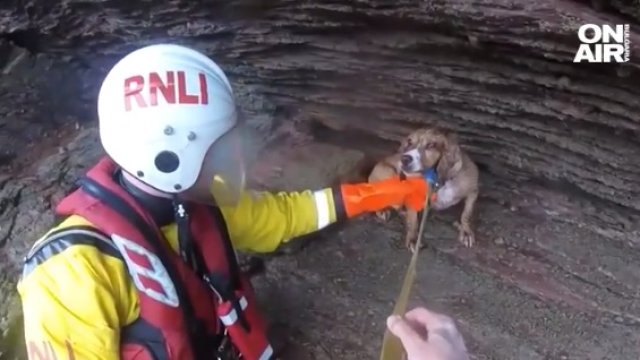 Уникална спасителна операция на куче в Англия водни спасители