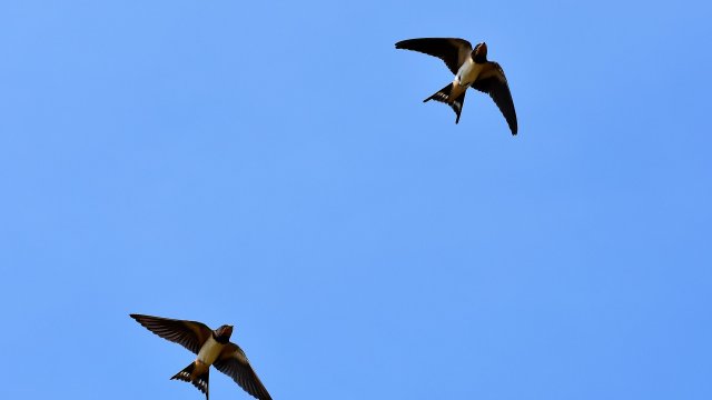 Да видите светулки насън които светят това символизира ярките идеи