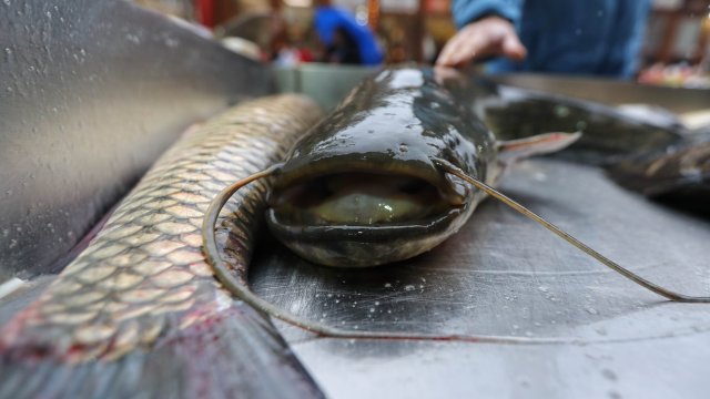 БАБХ призовава потребителите да купуват риба само от регистрирани обекти.