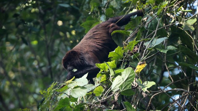 Световната здравна организация увери че епидемията от маймунска шарка разпространяваща