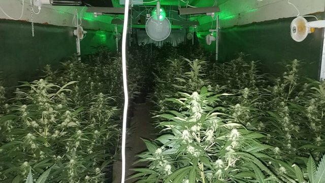 Криминалисти на ОДМВР Шумен неутрализираха наркооранжерия в село Златна