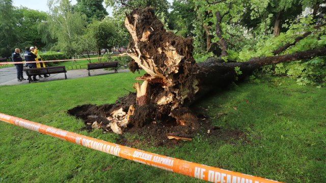 Дърво падна пред Народния театър Иван Вазов в столицата малко