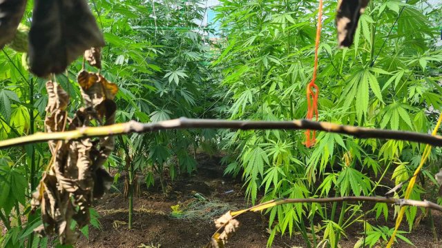 Домашна наркооранжерия за канабис разкриха криминалисти от Самоков След извършена