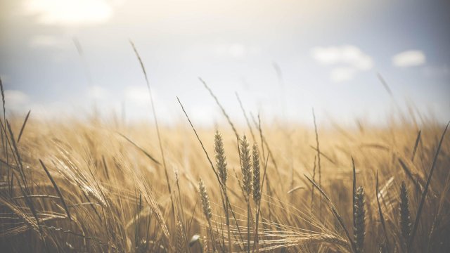 Руските сили са откраднали няколкостотин хиляди тона зърно в районите