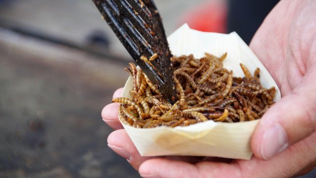 Нов закон разрешава добавянето на насекоми в храните на територията