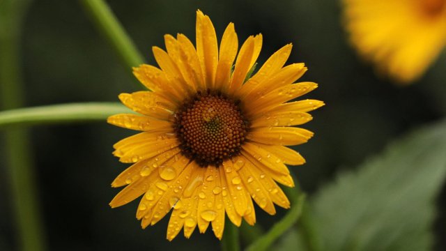 Днес ще е слънчево Около и след обяд над западната