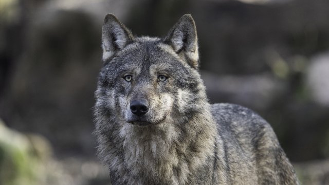 Заловен е избягалият от зоопарка в Хасково вълк съобщиха от