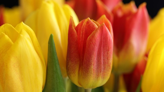 На 17 април 2022 година неделя отбелязваме Цветница Този голям