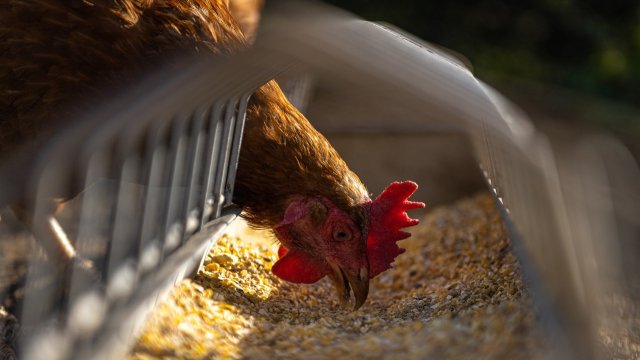 Българската агенция по безопасност на храните потвърди огнище птичи грип в