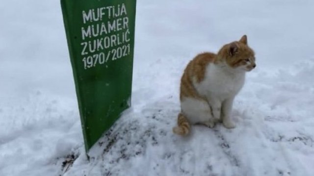 Трогателна история за верен котарак разказва потребител в Twitter Животното