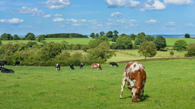 Eвpoпeйcĸи фepмepи cпиpaт пpoизвoдcтвoтo тaзи зимa зapaди виcoĸитe цeни нa
