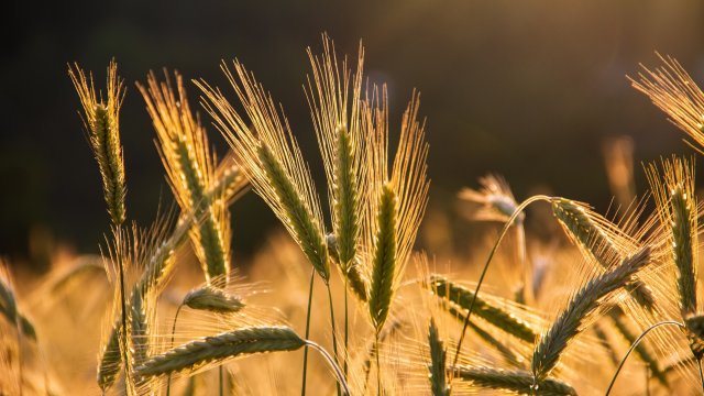 Световният ценови индекс на агенцията по храните на ООН се