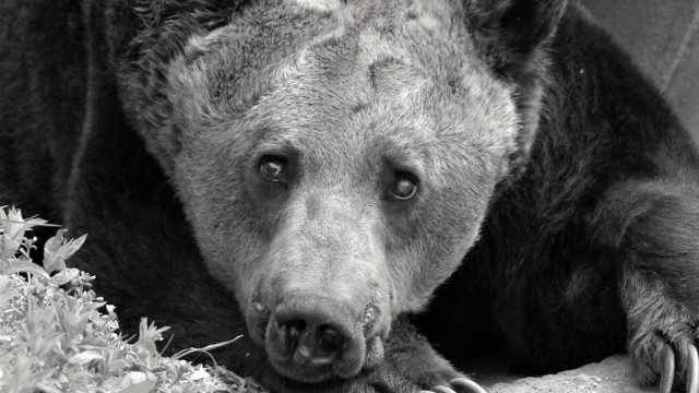 Почина един от най-старите обитатели в Парк за мечки Белица