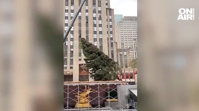 Емблематичната елха за Коледа пристигна в Ню Йорк Кран издигна