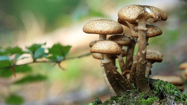 Интоксикацията с гъби мицетизъм води понякога до фатални последствия от консумацията на отровни