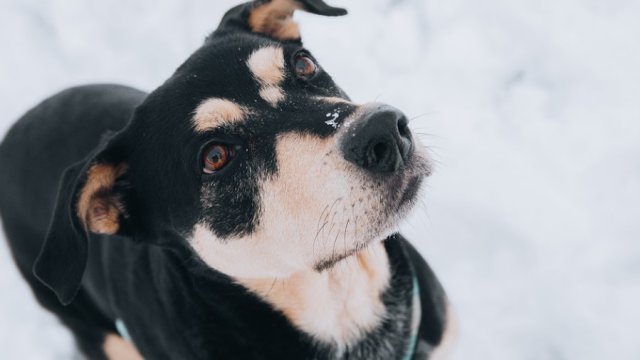 Пет деца са били нападнати и ухапани от домашно куче