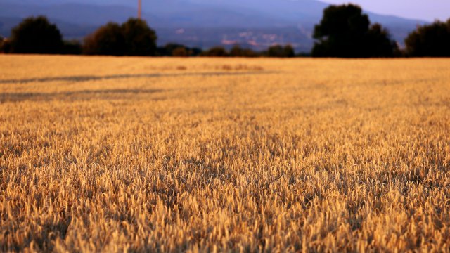 Испания започва пилотен проект за внос на зърно от Украйна