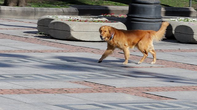 В платформата на получихме сигнал за свободно пуснати домашни кучета