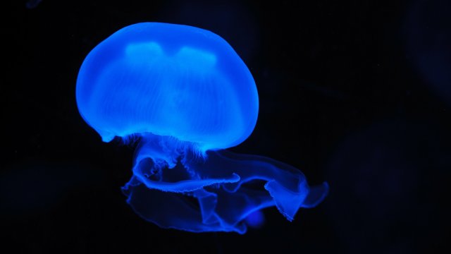 Властите в Гърция предупреждават за истинско „нашествие“ от токсични медузи