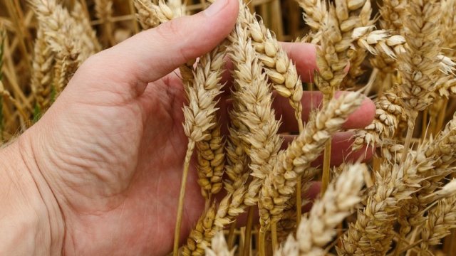 Цената на пшеницата се качва главоломно - 1500-1600 лева на