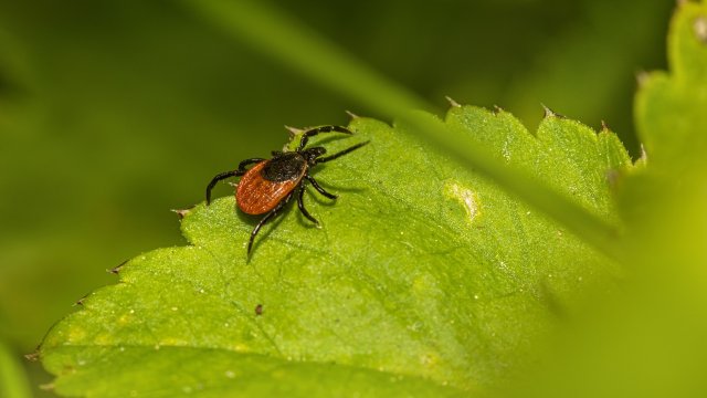 Кърлежите са една от големите заплахи за здравето през лятото