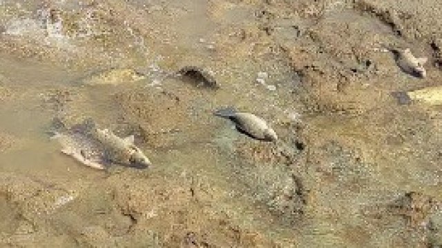 Мъртва риба изплува в плитките ръкави на язовир Ивайловград Сигнал