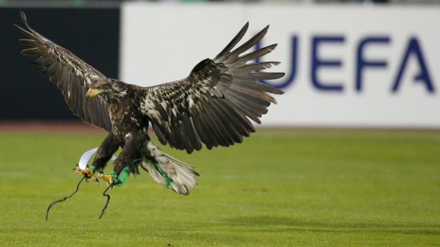 УЕФА ще излъчи кратък филм за талисмана на Лудогорец орлицата Фортуна