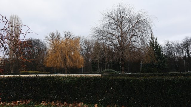 Днес на Коледа ще има разкъсана облачност след обяд над