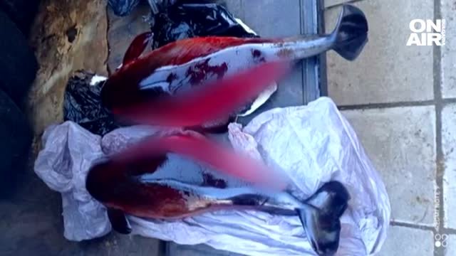 Шокиращи кадри от Бургас - откриха два разфасовани делфина в
