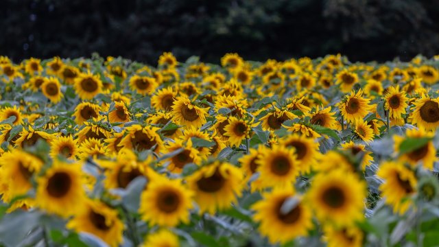 Очаквам през тази година в България да бъдат засети 9 2