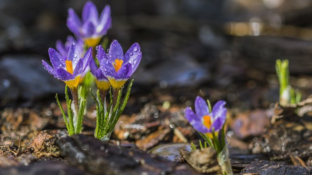Днес с умерен временно силен вятър от запад северозапад ще нахлува