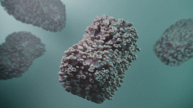 В Турция е открит първият случай на маймунска шарка при