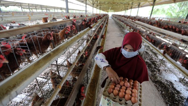 Учени от САЩ и Австралия проведоха предклинични проучвания и рандомизирано