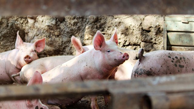БАБХ и Министерството на земеделието и храните са в пълна готовност да окажат съдействие.